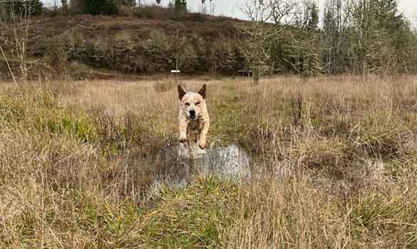 Dog Park Albany OR